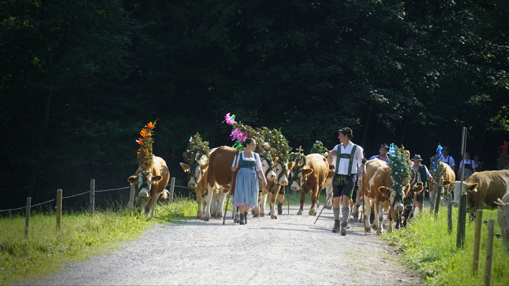 Almabtrieb (c) JW 